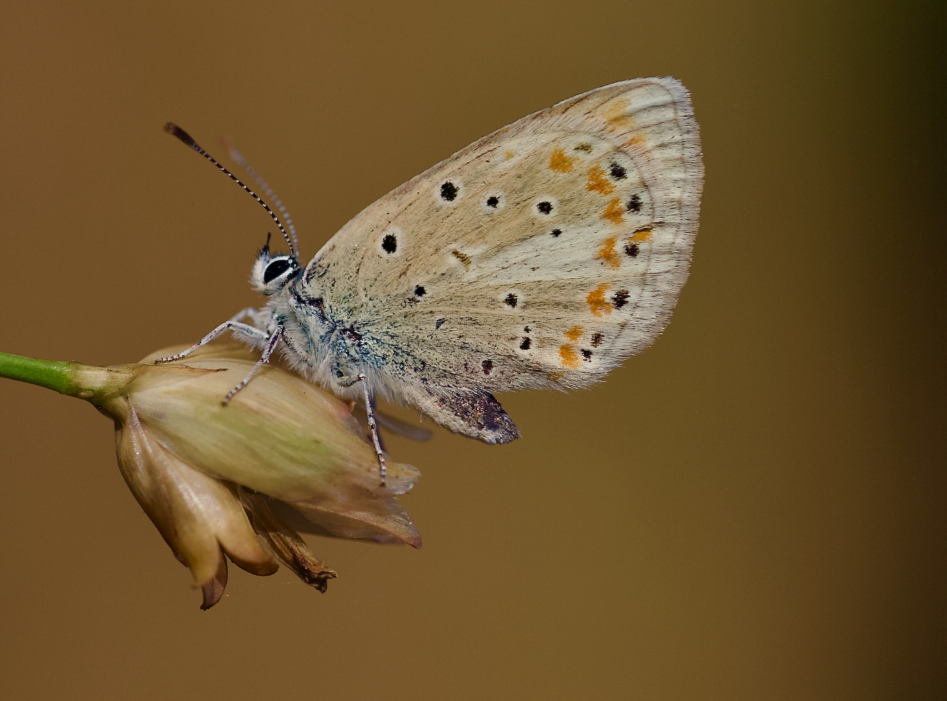 The Atlas blue butterfly, also known as Polyommatus atlantica. 